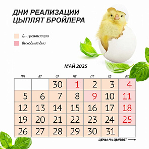 График реализации цыплят в мае 2025 года